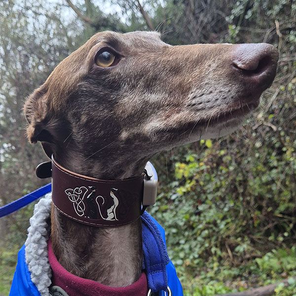 Ghillie in a celtich grehounds collar